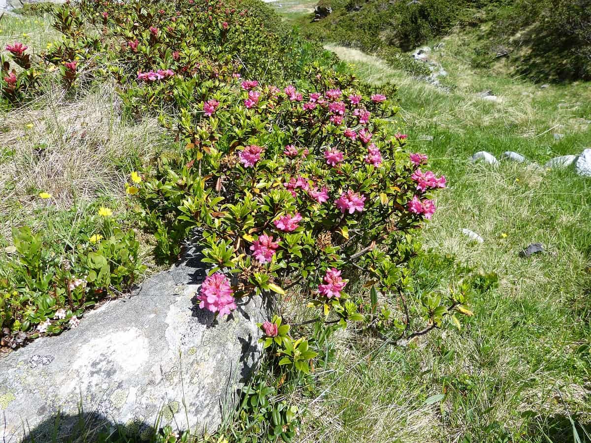 k-Silvretta Rundwanderung (14)