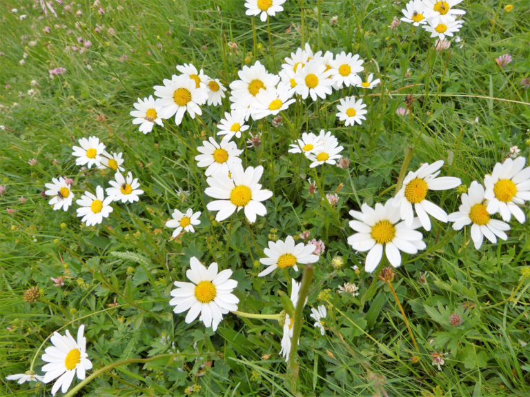 Seceda - leicht erreichbarer Fotospot in den Dolomiten - Moosbrugger